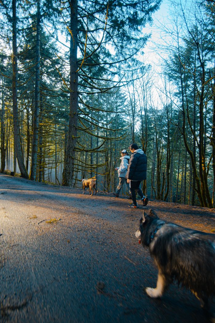 why-choose-us Two people walking their dogs on a peaceful forest trail during the day.