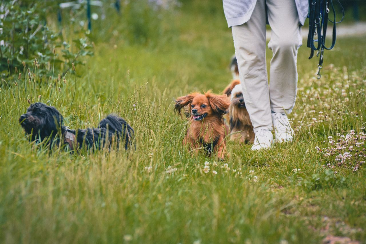 services-05 Person walking dogs through lush, grassy park on a vibrant day.