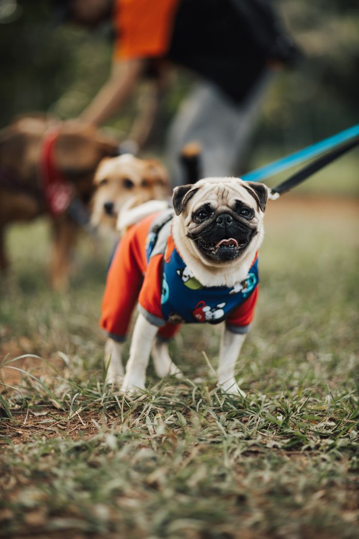 about-bg A cute pug wearing a colorful outfit takes a walk in the park on a sunny day.