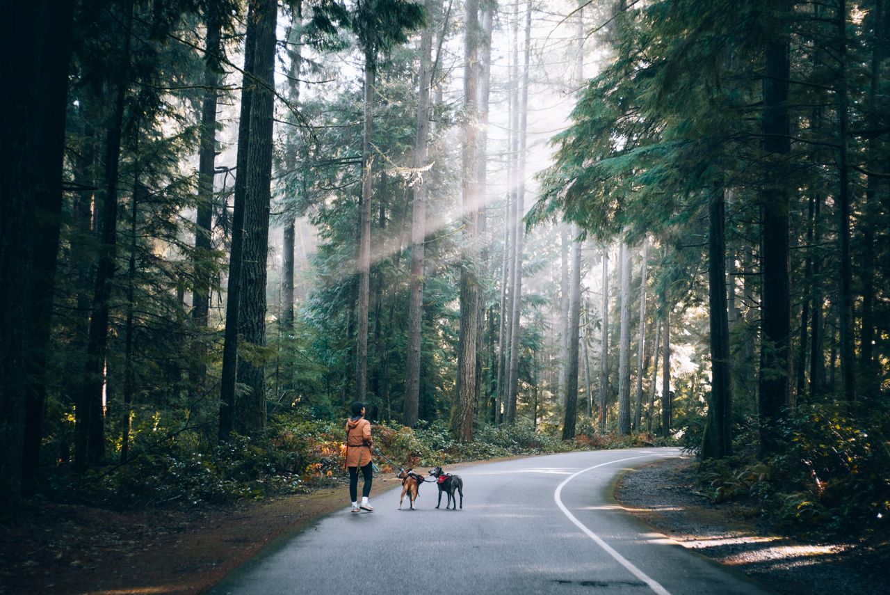our-story A serene walk in the forest as a woman strolls with her dogs under rays of sunlight filtering through tall trees.