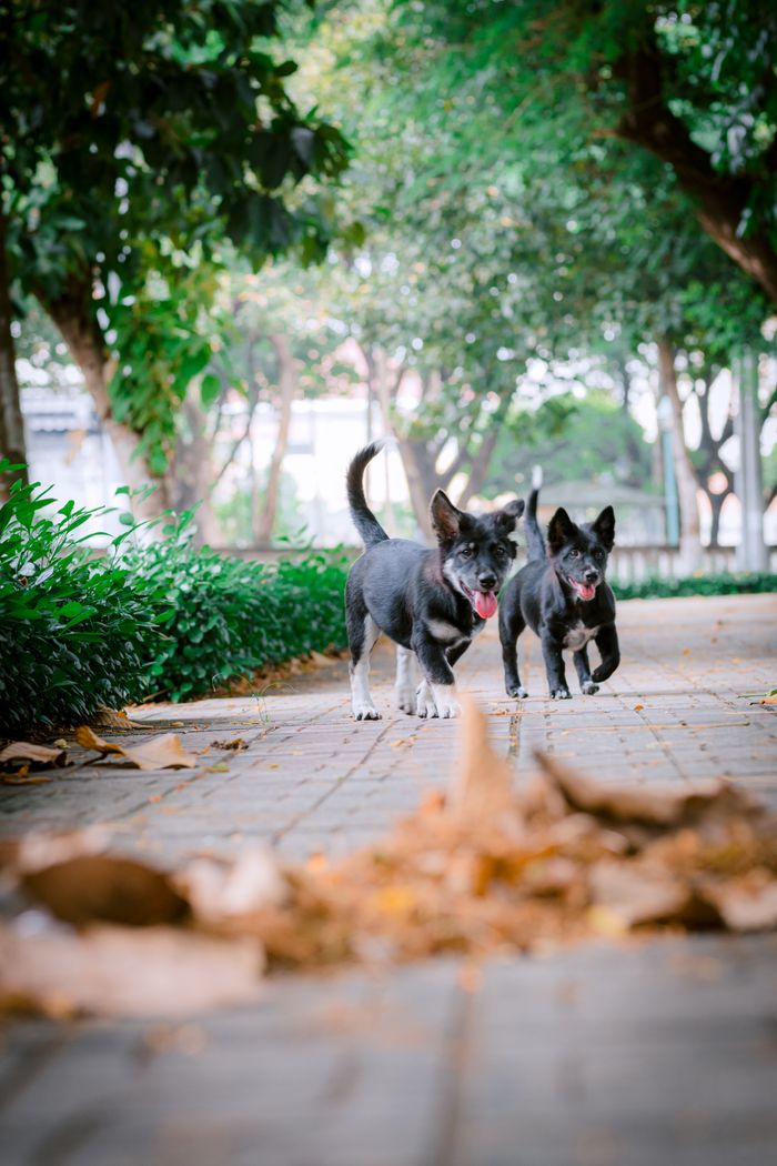 services-06 Two black puppies playfully walking on a pathway surrounded by greenery.