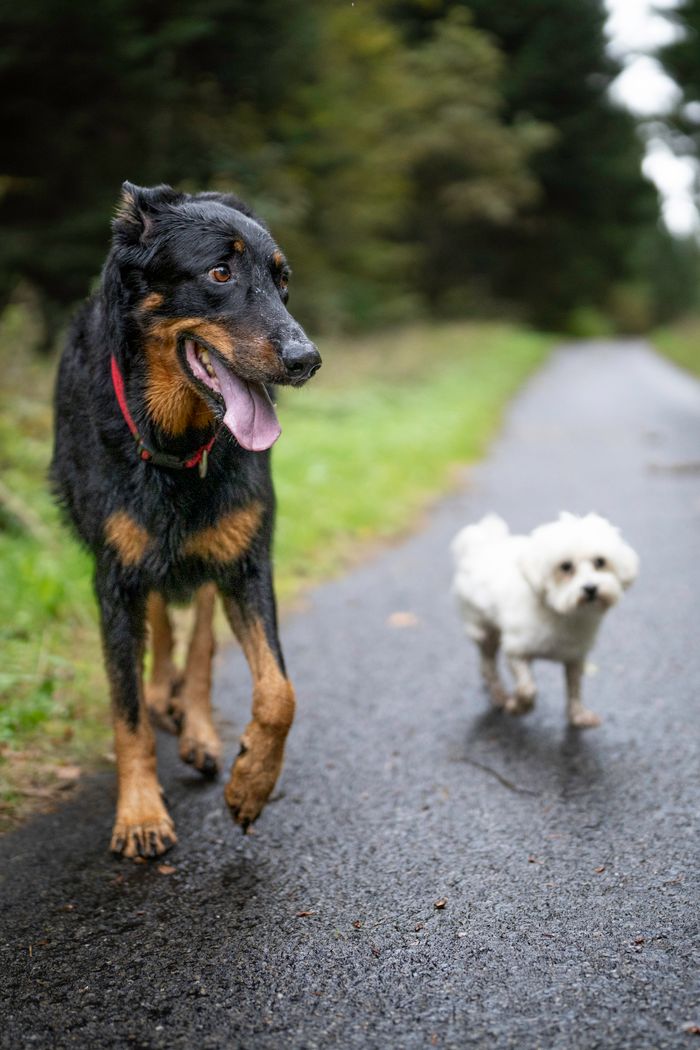 who-we-are Big black and small white dogs walking on a forest path in Lausanne, Switzerland.