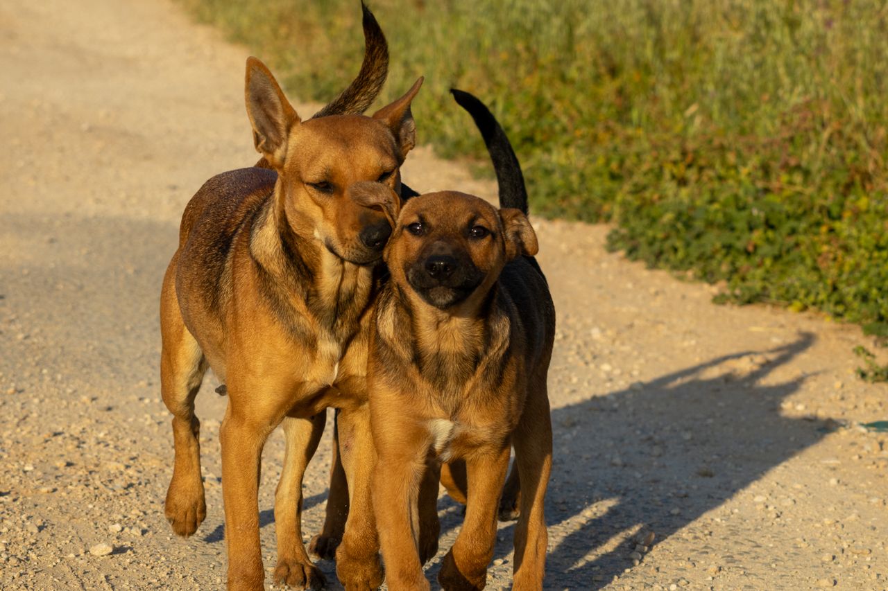 home-hero Pair of brown dogs walking closely together on a sunlit dirt path surrounded by greenery.