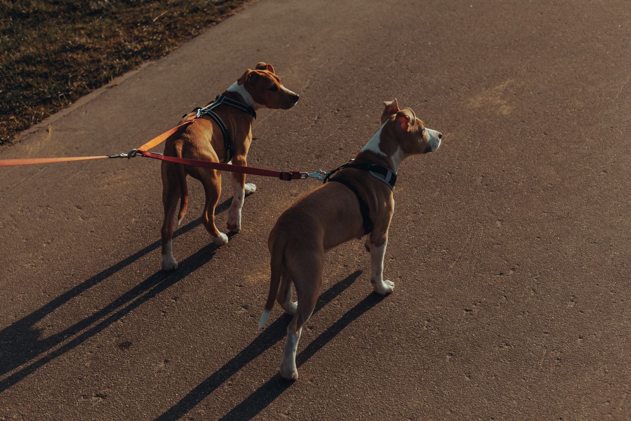about-us From above of pair of similar purebred Plummer Terrier dogs with double leashes standing on asphalt path in park